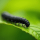 Gros plan d'une chenille noire sur une feuille verte au matin