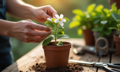 Mains délicates prenant un jasmin sur une table en bois ensoleillée